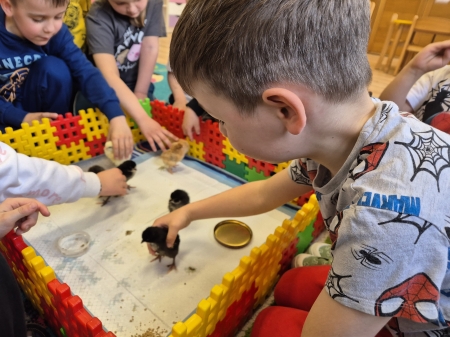 Projekt edukacyjny - Od jajka do kury